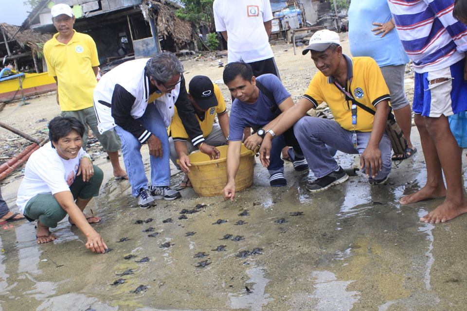 Sea turtle hatchlings were freed back to the sea in one of the coastal barangays in the municipality